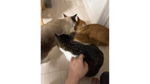 室内にいる猫