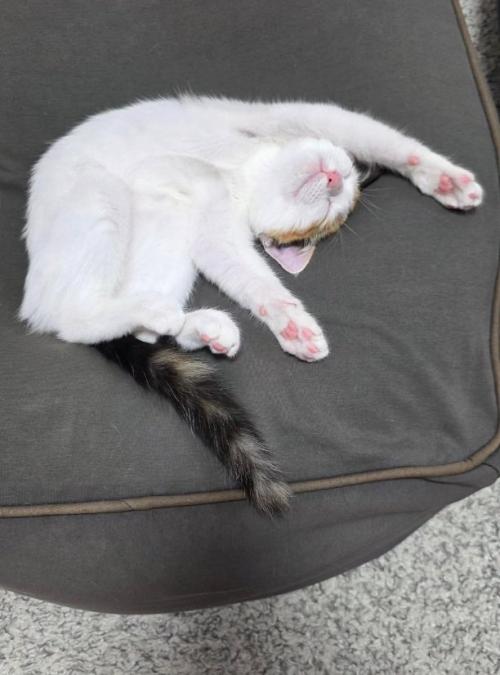 バンザイ寝する猫