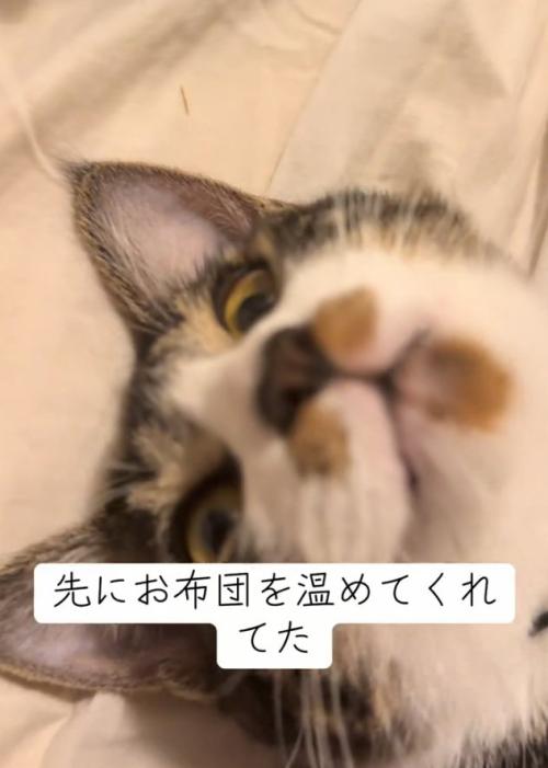 猫の口