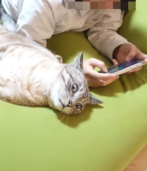 衝撃顔の猫とスマホで遊ぶ人間