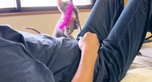 おもちゃで遊んでもらう猫