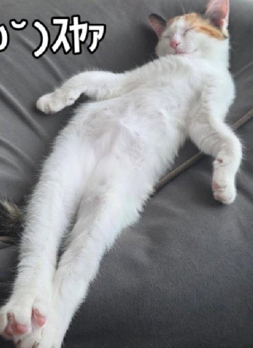 セクシーな寝姿の猫