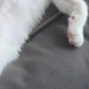 クッションの上で熟睡していた猫…まるで人間のような『驚きの寝姿』に爆笑の声「モデル級のスタイルｗ」「猫をダメにするソファｗ」