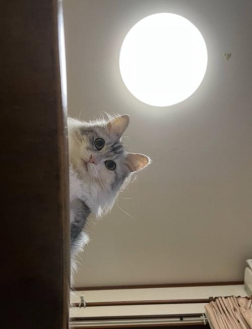 上から覗き込む猫