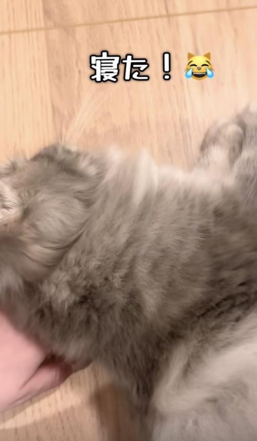 飼い主さんの手の上に寝転がる凪ちゃん