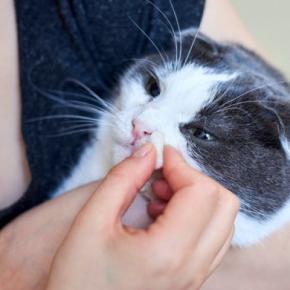 猫に『鼻くそ』ができてしまう3つの原因　取っても大丈夫？適切な対処法や注意点も解説