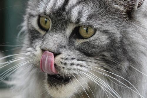 鼻をなめる猫