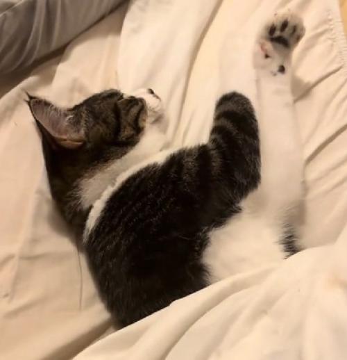 眠る猫