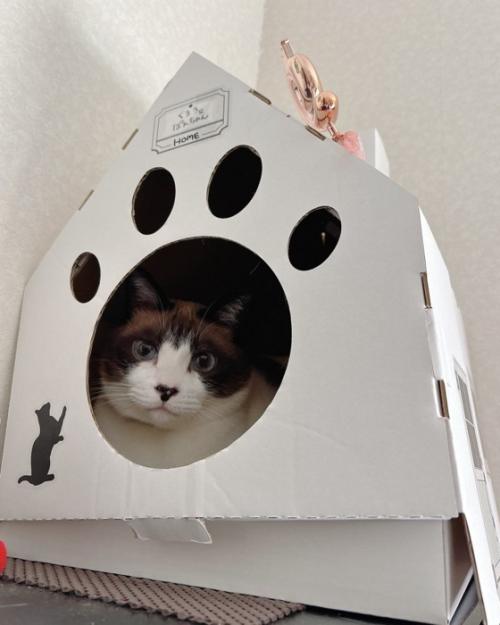 猫ハウスのぽんちゃん
