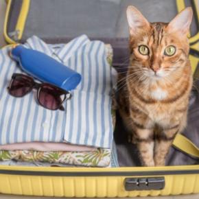 猫を『旅行』に連れて行っても大丈夫?考慮すべき3つのポイントや移動時の注意点