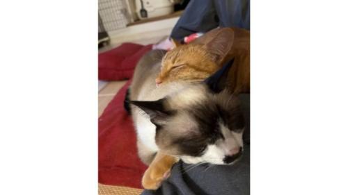 寝ている猫