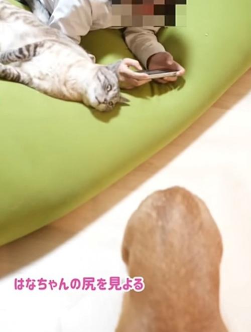 「はなちゃんの尻…」と書かれた写真
