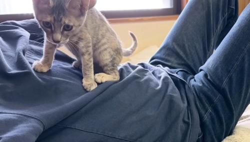 おなかに乗る猫