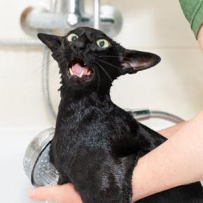 お風呂を嫌がる猫の『清潔を保つ方法』5つ　お手入れのポイントや入りたがらない理由も