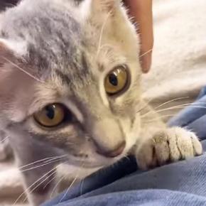 飼い主のことが大好きになった保護子猫…可愛すぎる『ルーティン』に「すっごく癒された」「幸せな気持ちになった」とほっこりする人が続出