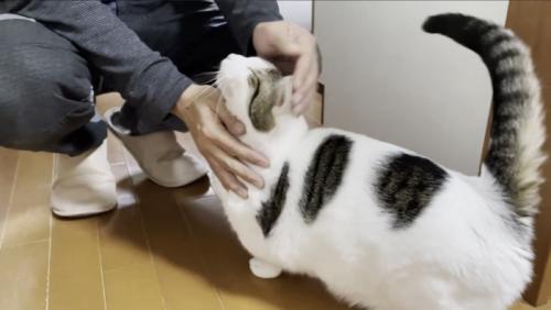 お父さんの手に向かって顔を上げる豆大福くん