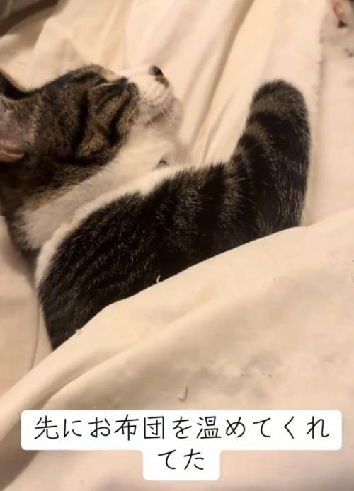 布団で寝る猫