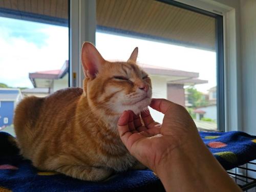 心地よさそうにしている猫