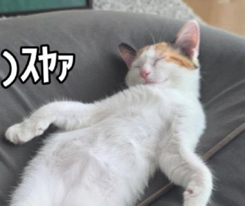熟睡する猫