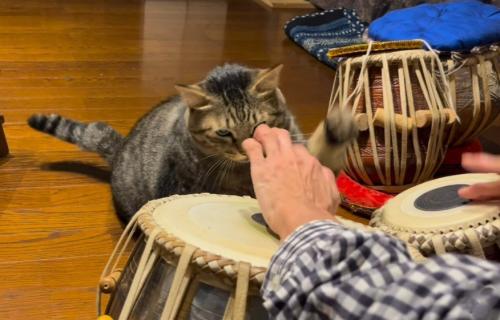 猫パンチをする猫
