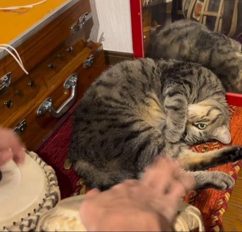 寝ながら演奏を見守る猫%この日は、納得の演奏でしたか？