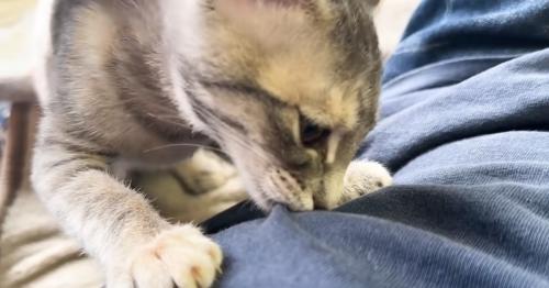 吸いつく猫