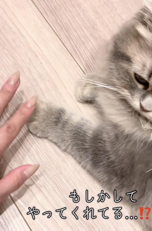 飼い主さんの手と並ぶ凪ちゃんのおてて