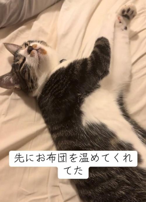眠そうな猫