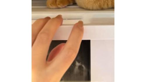 映り込む猫