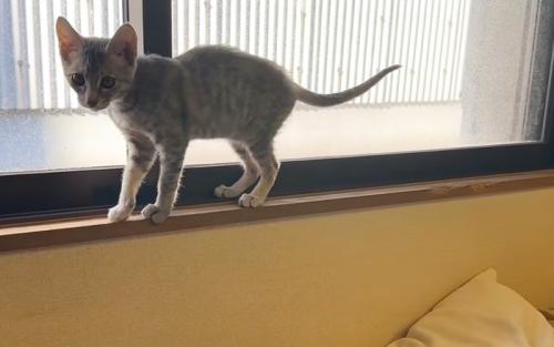 窓辺の猫