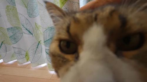 ドアップ