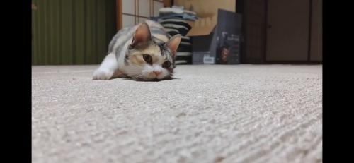 カーペットを這うハチワレ猫