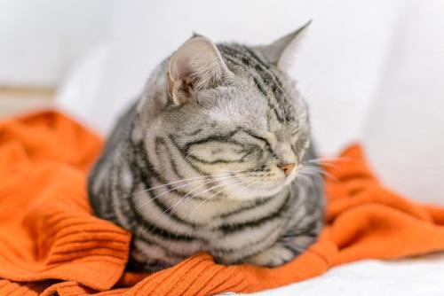 飼い主の服の上がお気に入りの猫