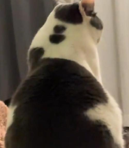 同居猫を見る猫