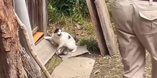 威嚇する猫