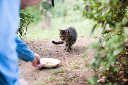 餌をくれる人に恐る恐る近寄る猫