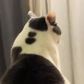 高い場所に座るボス猫→視線の先には『2匹の猫』が…まるで会議中のような光景に「やばいかわいいww」「ボスすぎるw」と爆笑の声
