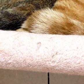 キャットタワーでくつろぐ『仲良しな兄妹猫』→まさかのポーズに「めっちゃ可愛いw」「連結できるタイプのおもちゃ」と16万表示