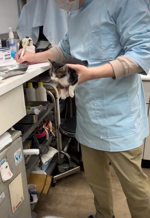 獣医に抱っこされる子猫