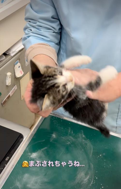 お腹に粉をまぶされる子猫