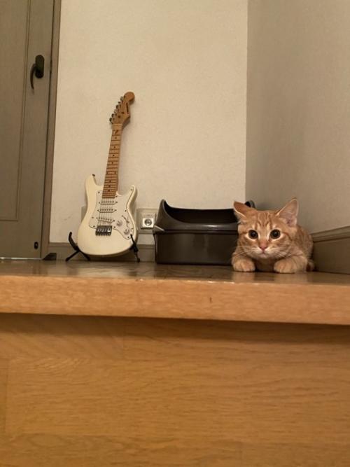 身構える子猫