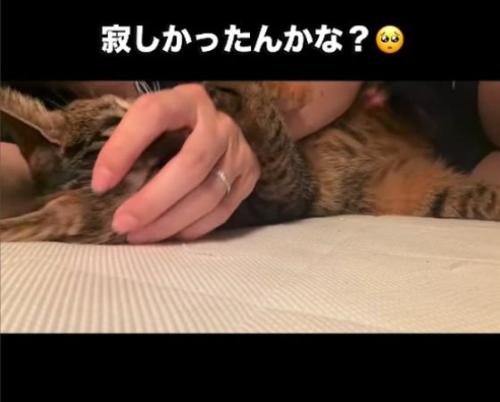 人の手のひらに顔をうずめる猫