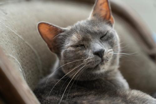 目を閉じる猫