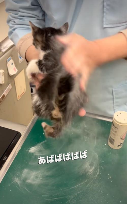 子猫の体全体に粉を広げる