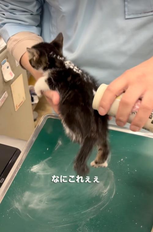 子猫の背中に粉をかける