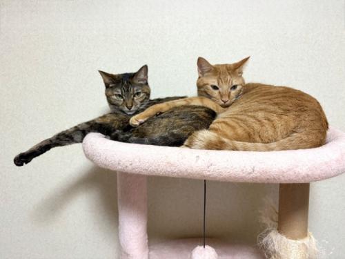 右手を真横に真っすぐ伸ばしている2匹の猫