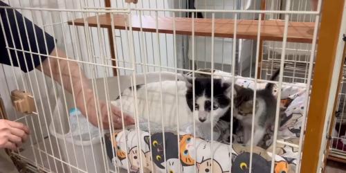 ケージに入れられる猫たち