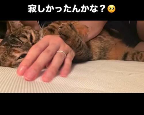 人の手に顔を近づける猫