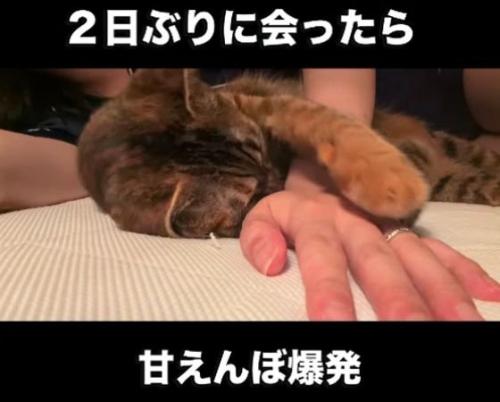 横になり人の手に前足をのせる猫