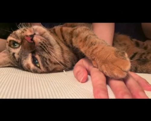 横になり人の手に前足をのせる猫